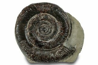 Jurassic Ammonite (Dactylioceras) Fossil - England #279539