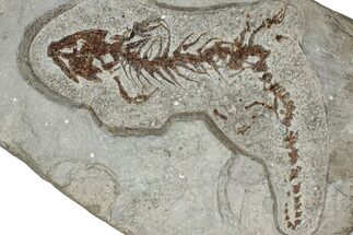 Fossil Salamander (Chelotriton) - Gračanica, Bosnia #279001