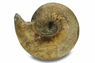 Jurassic Ammonite (Sigaloceras) Fossil - Gloucestershire, England #279558