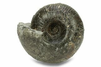 Jurassic Ammonite (Cadoceras) Fossil - Gloucestershire, England #279559
