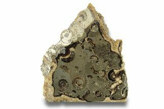 Polished Ammonite (Promicroceras) Slice - Marston Magna Marble #279454