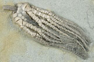 Crinoid (Abrotocrinus) Fossil - Crawfordsville, Indiana #279640