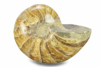 Polished Fossil Nautilus - Madagascar #280037