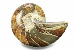Polished Fossil Nautilus - Madagascar #280042