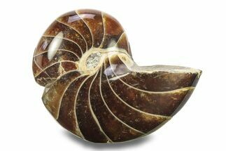 Polished Fossil Nautilus - Madagascar #280044