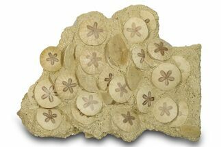 Spectacular Fossil Sand Dollar (Scutella) Cluster #280203
