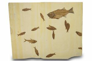 Prepare Your Own Fossil Fish Kit (B Grade) (#616) For Sale