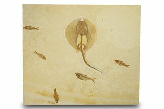 Wide, Fossil Fish Plate Featuring a Stingray - Wyoming #280236