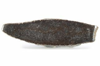 Polished Pliosaur (Liopleurodon) Limb Bone Slab - England #280227