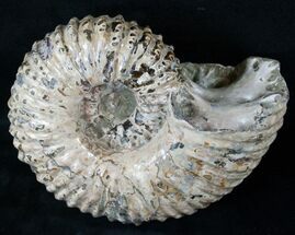Big Douvilleiceras Ammonite - Very Heavy #15916