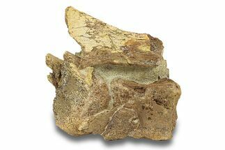 Dinosaur Bones in Sandstone - Lance Formation, Wyoming #280334