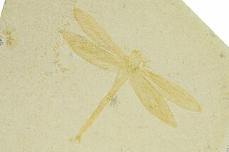 Detailed Fossil Dragonfly - Solnhofen Limestone #280458