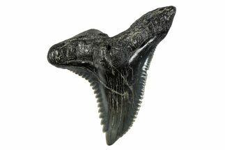 Snaggletooth Shark (Hemipristis) Tooth - South Carolina #280076