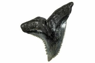 Snaggletooth Shark (Hemipristis) Tooth - South Carolina #280081