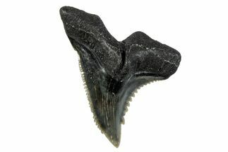 Snaggletooth Shark (Hemipristis) Tooth - South Carolina #280087