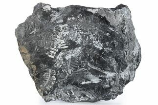 Large, Fossil Seed Fern (Alethopteris) Plate - Pennsylvania #280503