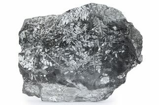Fossil Seed Fern (Alethopteris) Plate - Pennsylvania #280539