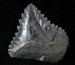 Bizarre Edestus Shark Tooth In Jaw - Carboniferous #15921