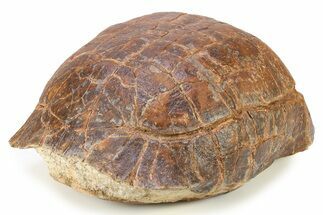 Colorful, Inflated Fossil Tortoise (Stylemys) - South Dakota #280686