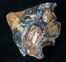 Rare Desmostylus Molar (Hippo Like Animal) - California #15923