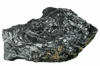Fossil Seed Fern (Alethopteris) Plate - Pennsylvania #280695