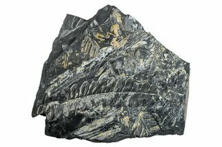 Fossil Seed Fern (Alethopteris) Plate - Pennsylvania #280705