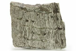 Polished Precambrian Stromatolite Slab - Siberia #280762