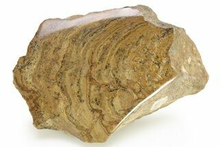 Polished Miocene Stromatolite (Chlorellopsis) - Crimea #280765