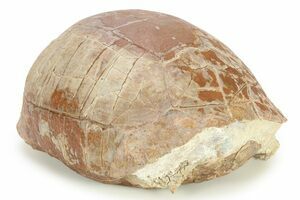 Buy fossils best sale near me