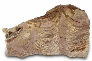 Polished Stromatolite From Russia - Million Years #280809