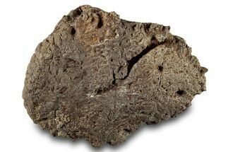 Fossil Ankylosaurid Scute - Montana #280956