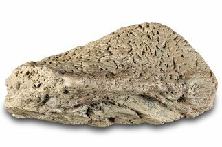 Fossil Ankylosaurid Scute - Montana #280966