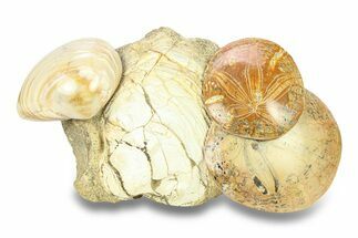 Cluster Of Polished Fossil Sand Dollars & Clams - California #280811