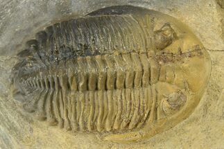 Detailed Hollardops Trilobite - Multi-Toned Shell #280930