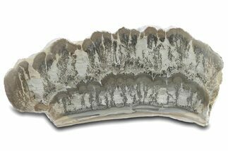 Large, Triassic Aged Stromatolite Fossil - England #281117