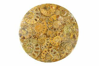 Composite Plate Of Agatized Ammonite Fossils #280993