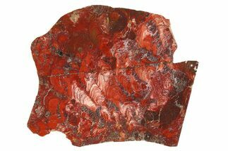 Polished Stromatolite (Collenia) Slab - Minnesota #281192