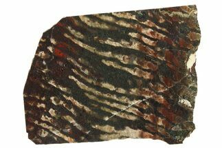Polished Stromatolite (Collenia) Slab - Minnesota #281195