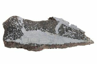 Meteorite ( g) Slice - Rare Winonaite! #281307