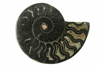 Cut & Polished Ammonite Fossil (Half) - Unusual Black Color #281272