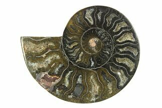 Cut & Polished Ammonite Fossil (Half) - Unusual Black Color #281297