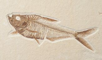 Beautiful Diplomystus Fish Fossil - Wyoming #15940