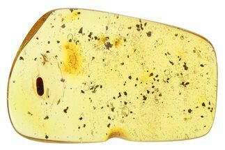 Polished Colombian Copal ( g) - Contains Detailed Beetle! #281366