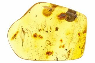 Polished Colombian Copal ( g) - Wasp, Hairy Leaf, and Fly! #281393