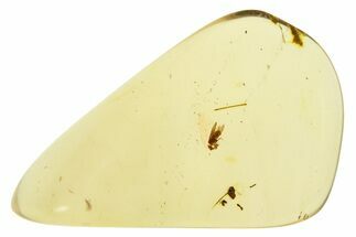 Polished Colombian Copal ( g) - Contains Moth! #281402