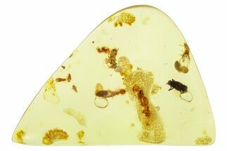 Polished Colombian Copal ( g) - Contains Termites and Beetle! #281443