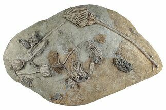 Fossil Crinoid Plate With Ten Species - Crawfordsville, Indiana #281493