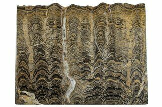 Polished Stromatolite (Greysonia) Slab - Bolivia #281567