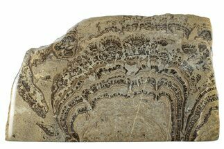 Devonian Stromatolite Slab - Orkney, Scotland #281610