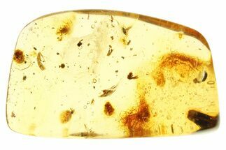 Polished Colombian Copal ( g) - Contains Flies! #281785